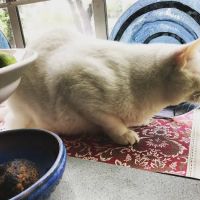 Highland's Pet Medical Clinic ico
