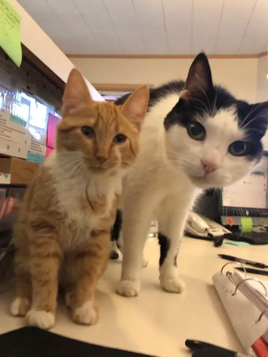 Highland's Pet Medical Clinic 2
