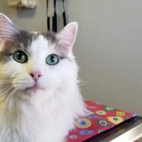 Brykerwood Veterinary Clinic ico