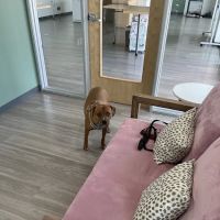 Honnas Veterinary ico