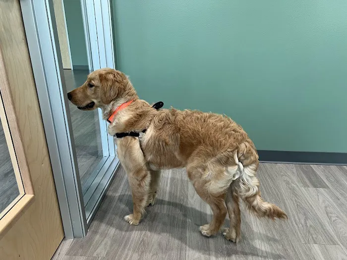 Honnas Veterinary 4