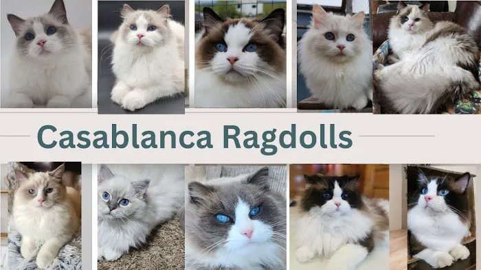 Casablanca Ragdolls 1