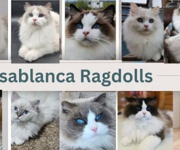 Casablanca Ragdolls