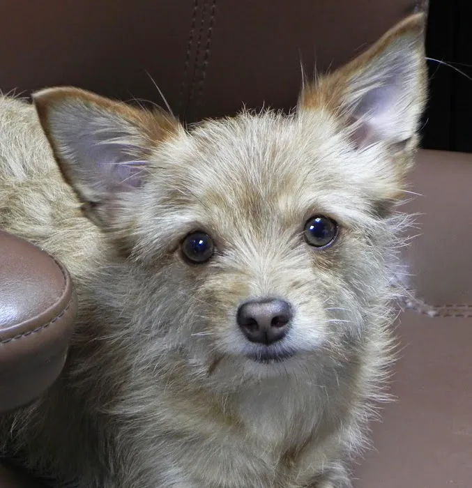 Burnet Road Animal Hospital 7
