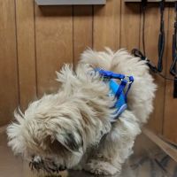 Burnet Road Animal Hospital ico