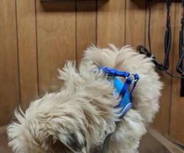 Burnet Road Animal Hospital