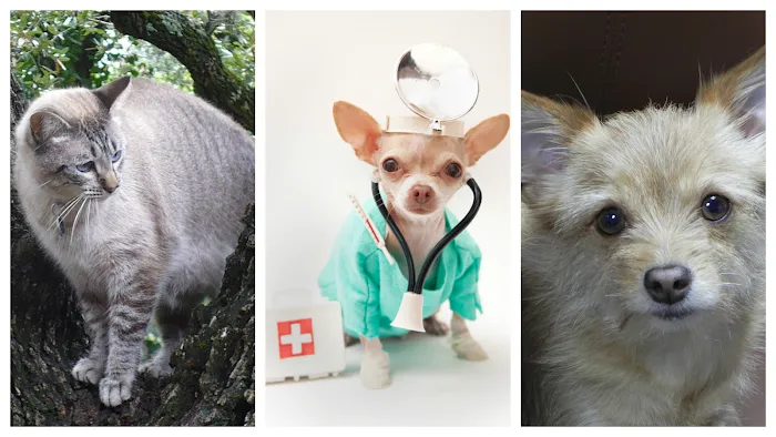 Burnet Road Animal Hospital 10