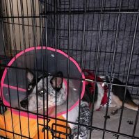 Veterinary Surgical Solutions ico