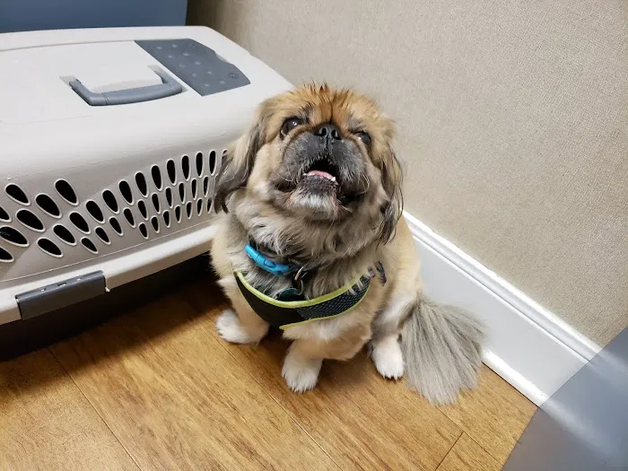 VCA Arbor Animal Hospital 5