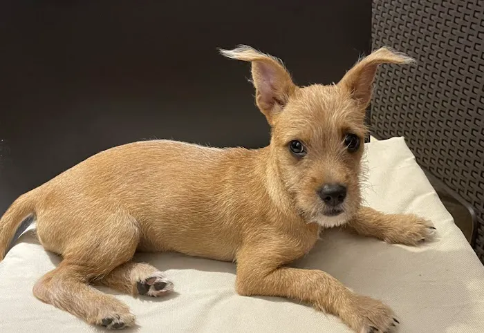 VCA Arbor Animal Hospital 6