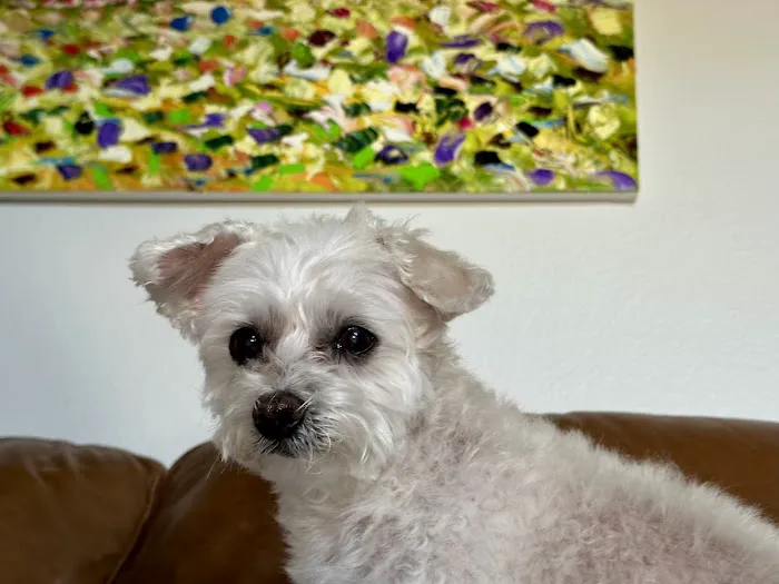 VCA Arbor Animal Hospital 1