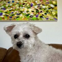 VCA Arbor Animal Hospital ico