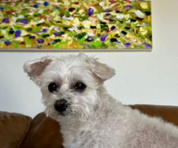 VCA Arbor Animal Hospital
