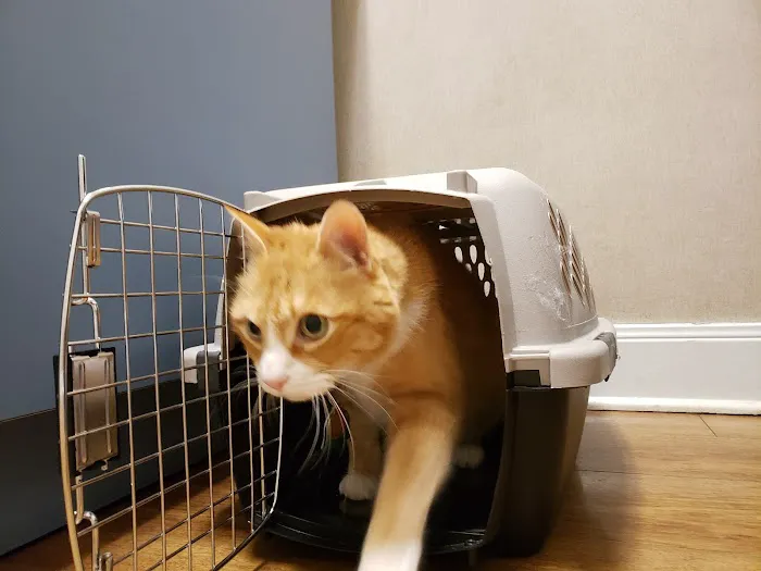 VCA Arbor Animal Hospital 4