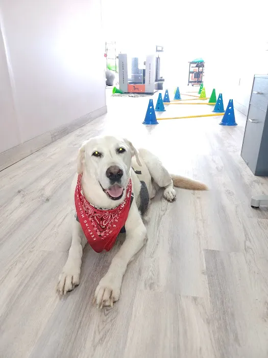Revive Veterinary Rehab 2