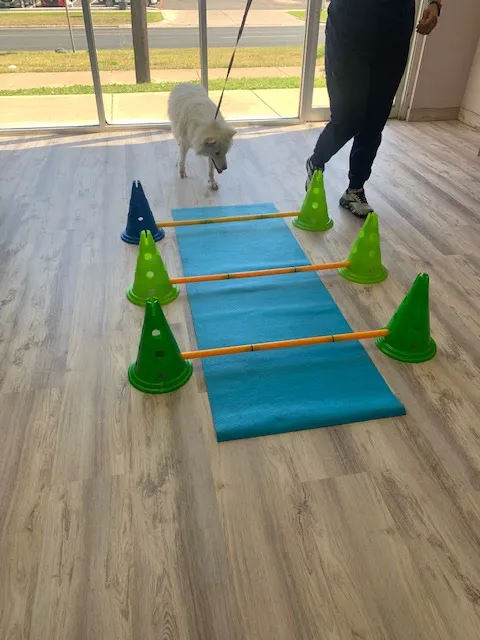 Revive Veterinary Rehab 5