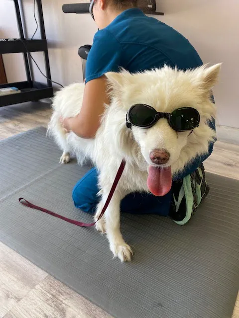 Revive Veterinary Rehab 8