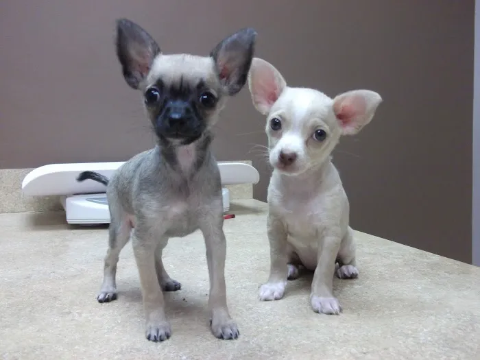 Allandale Veterinary Clinic 8