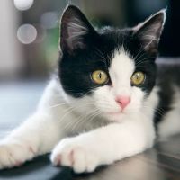 Allandale Veterinary Clinic ico