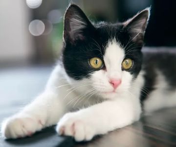 Allandale Veterinary Clinic