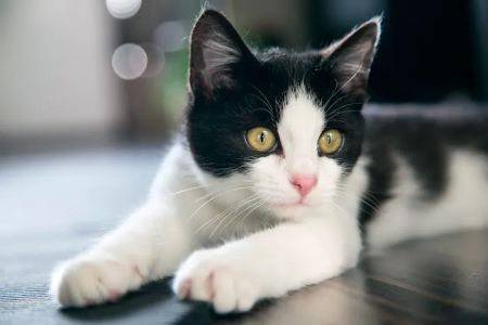Allandale Veterinary Clinic