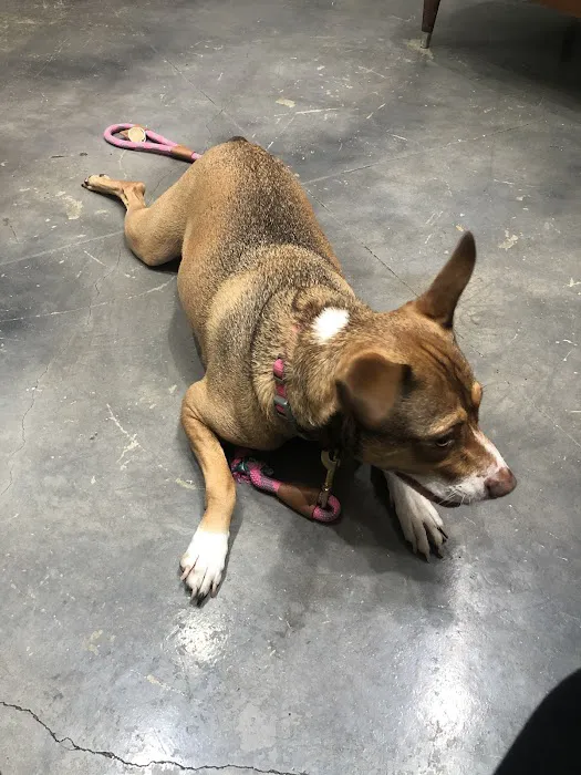 PAZ Veterinary North 12