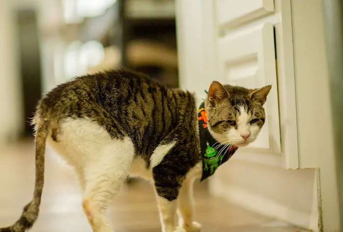 North Austin Animal Hospital 12