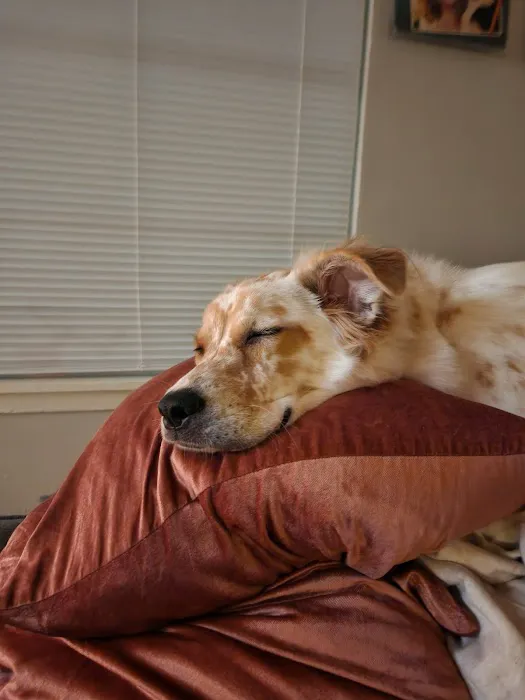 North Austin Animal Hospital 12