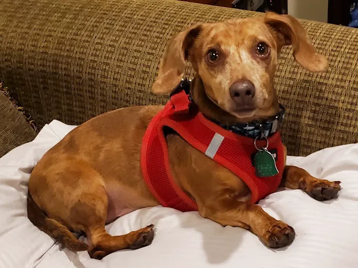 North Austin Animal Hospital 12