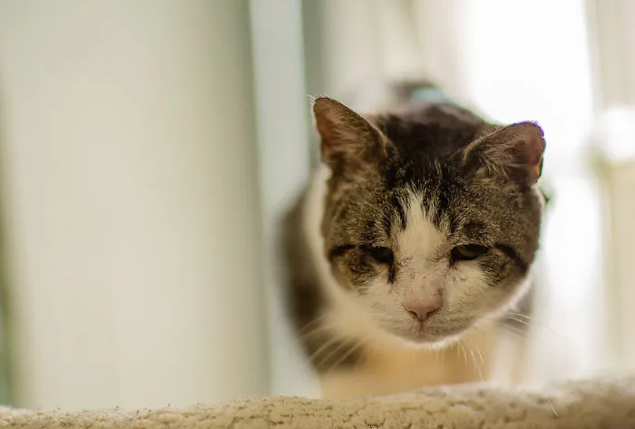 North Austin Animal Hospital 12