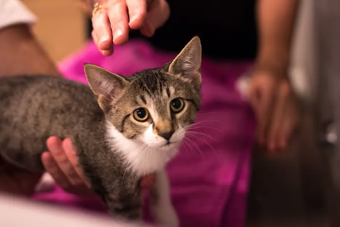 North Austin Animal Hospital 12