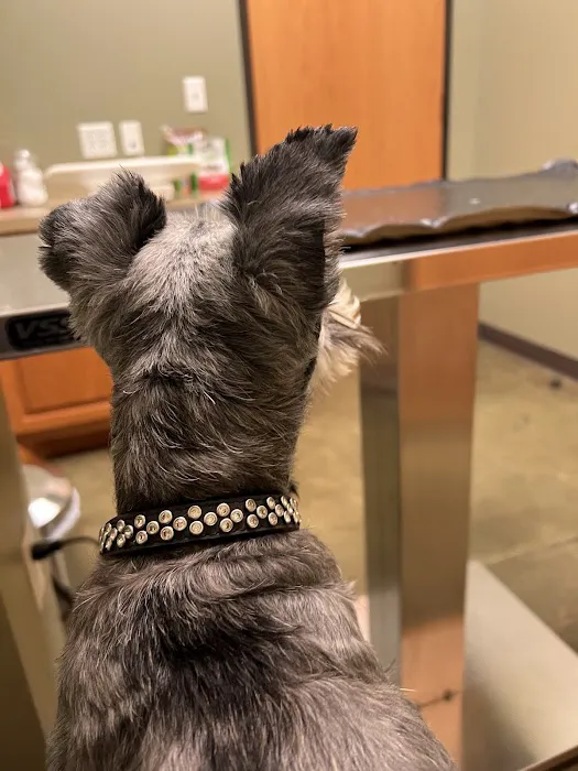 Rosedale Veterinary Clinic 12