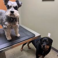 Rosedale Veterinary Clinic ico