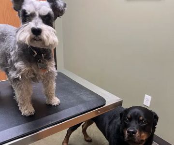 Rosedale Veterinary Clinic