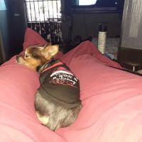North Austin Compassion Veterinary Care ico