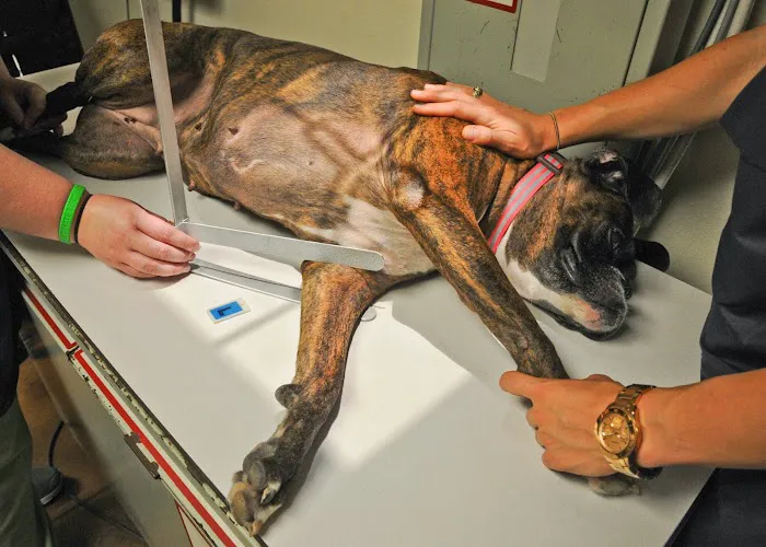 Capital Veterinary Clinic 8