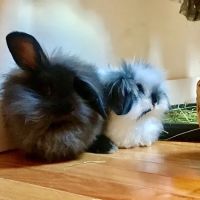 Pet and Bird Clinic ico
