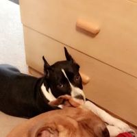 South Branch Pet & Bird Clinic: Patel Kishor DVM ico