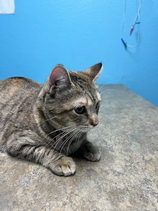 South Branch Pet & Bird Clinic: Patel Kishor DVM 8