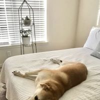 Mobile Veterinary Specialist ico
