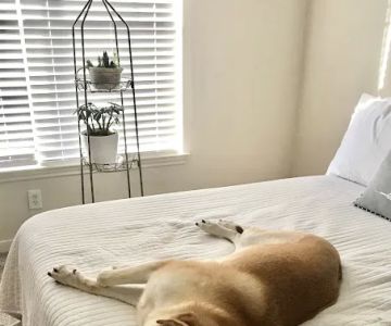 Mobile Veterinary Specialist