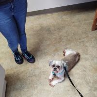 Riverside Veterinary Hospital ico