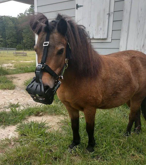 Tillotson Equine Internal Medicine Mobile Services 12