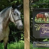 Tillotson Equine Internal Medicine Mobile Services ico