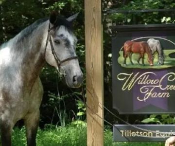 Tillotson Equine Internal Medicine Mobile Services