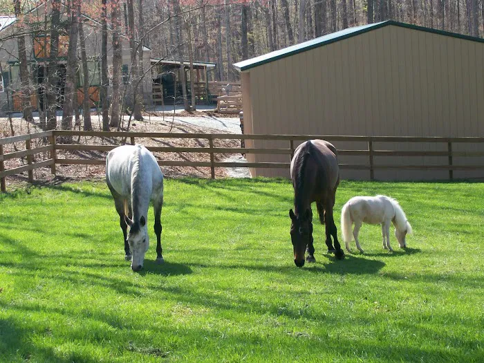 Tillotson Equine Internal Medicine Mobile Services 12