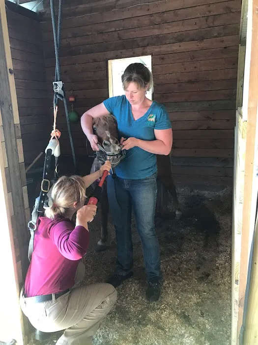 Tillotson Equine Internal Medicine Mobile Services 12
