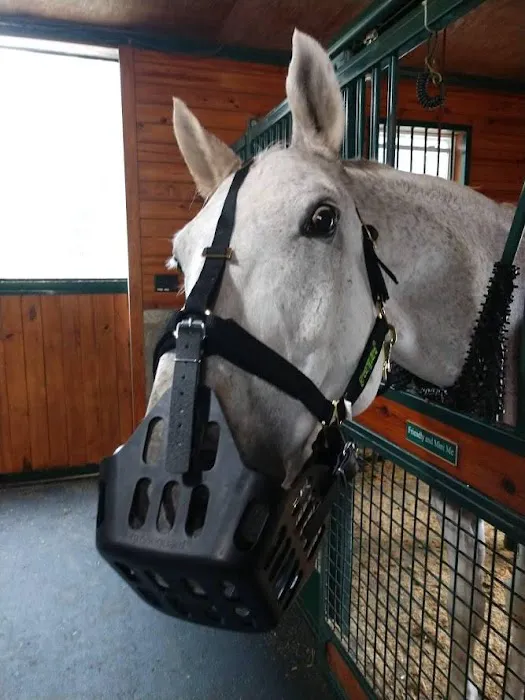 Tillotson Equine Internal Medicine Mobile Services 12
