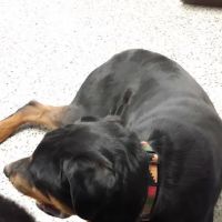 Woodsdale Animal Hospital ico