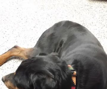 Woodsdale Animal Hospital